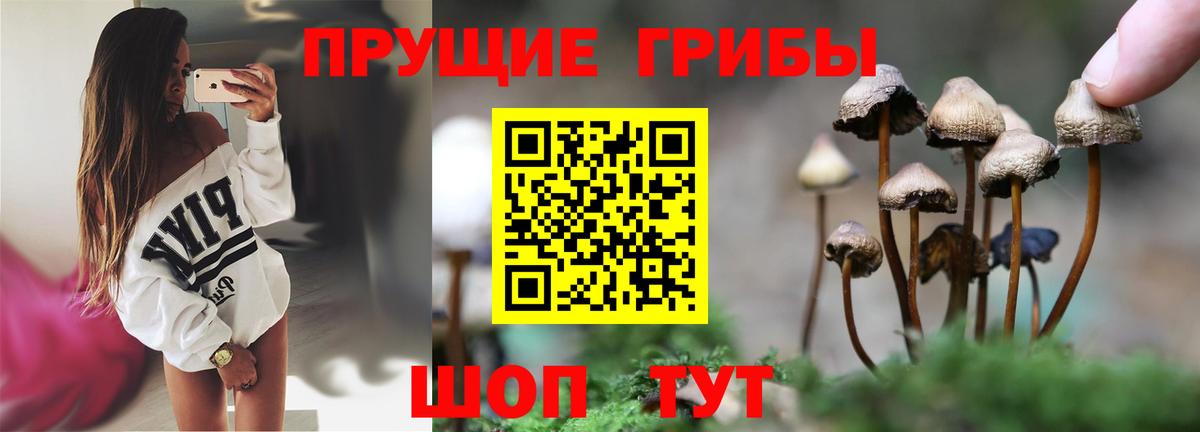 Псилоцибиновые грибы Psilocybe Подольск